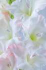 USA, Washington State, Seabeck. Close-up of white gladiola blossoms. Art Print